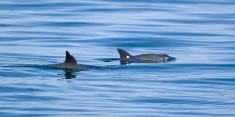 Two of the few remaining vaquitas (© Chris Johnson @earthocean)